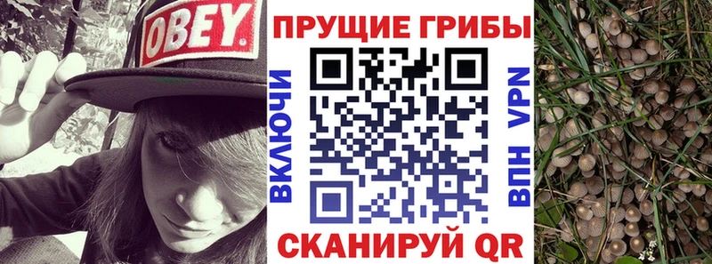 Купить где  Лобня  Псилоцибиновые грибы Psilocybe 